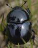 Trypocopris sp.
